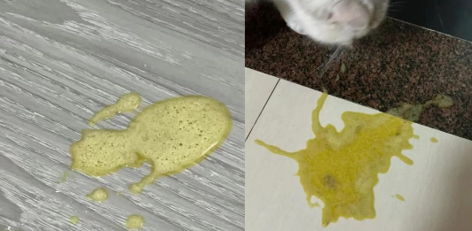 猫咪吐出黄黄的东西怎么办