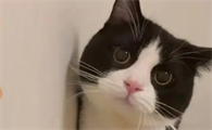 猫咪每天晚上叫唤是什么原因