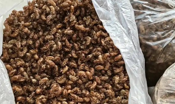蝉种那里有卖的