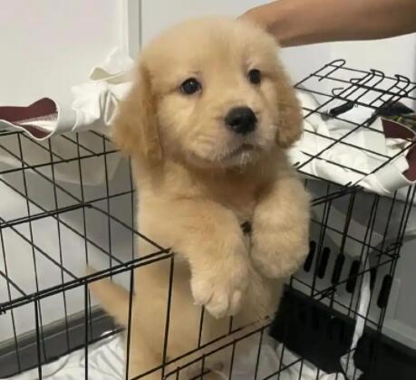 两个月的金毛怎么去训练它