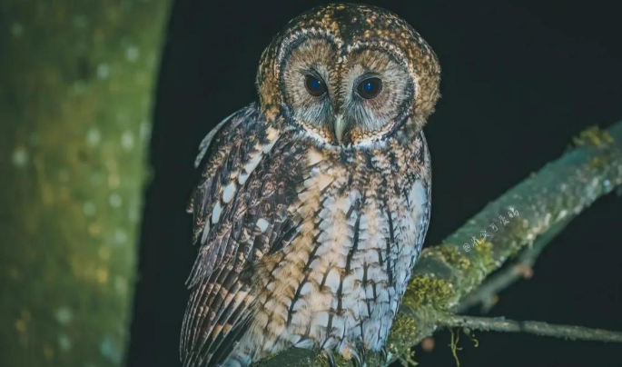 猫头鹰吃昆虫吗 猫头鹰吃昆虫吗