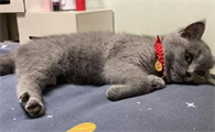 猫咪打了狂犬疫苗抓人有事吗