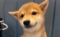 狗狗换牙期是多少个月
