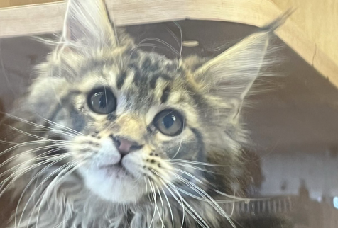 四个月的猫咪行为特点