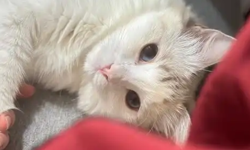 猫能饿几天才能不乱拉屎