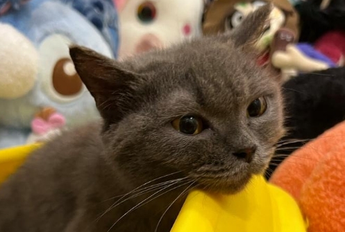蓝猫6个月大概多重算正常 蓝猫6个月大概多重算正常