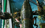海龙虾好吃吗