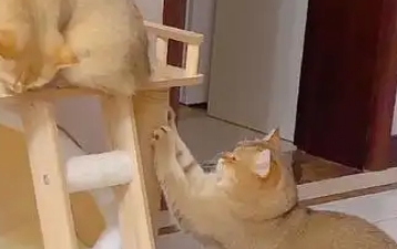 猫猫狂犬疫苗有必要打吗