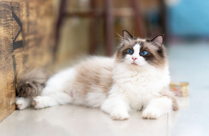 猫咪屁股流黄色液体