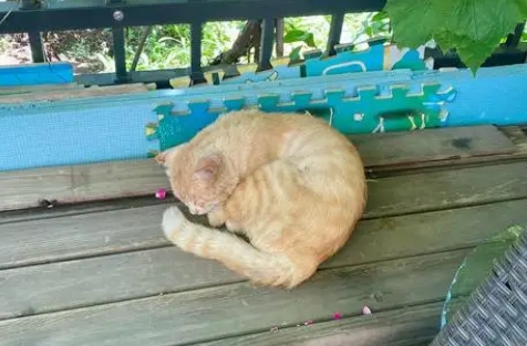 猫能饿多久会服软