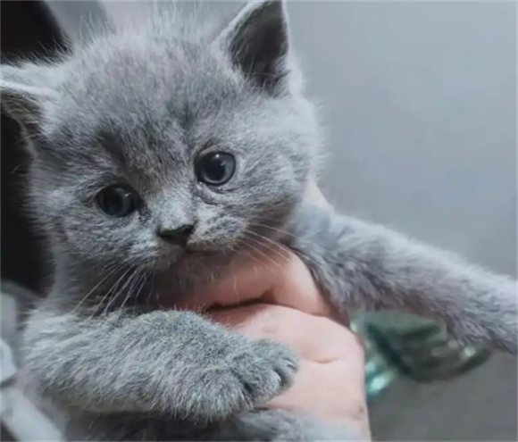 母蓝猫什么时候发春? 母蓝猫什么时候发春?