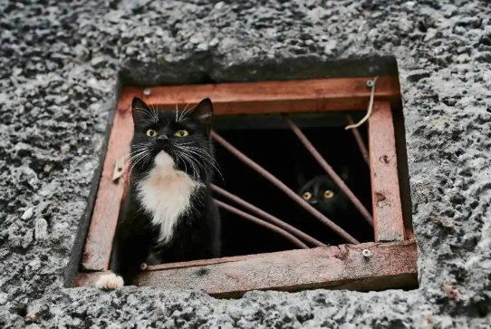 押注宠物老龄化蓝海，国内市场开启中老年宠物抗衰革命