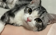 猫拉绿色的稀屎一吃就吐