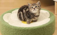 拓宠猫抓板：猫咪的快乐天地，主人的贴心助手