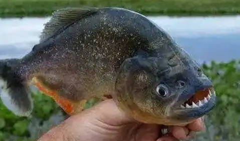 食人鱼能吃吗