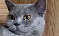 猫尿在床上怎么办
