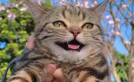 猫咪高兴的叫声 猫咪高兴的叫声