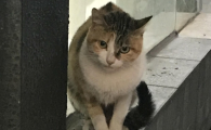 猫咪吐出黄水的东西