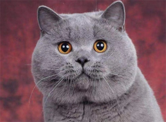 母蓝猫绝育有什么好处 母蓝猫绝育有什么好处