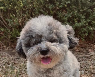 比熊犬有时候会像呛到一样的咳嗽是什么原因 比熊犬有时候会像呛到一样的咳嗽是什么原因