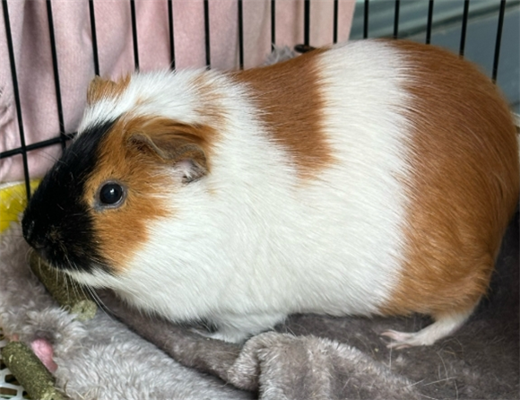 一只豚鼠可繁殖几次啊 一只豚鼠可繁殖几次啊