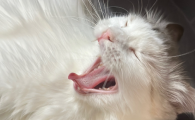 猫能饿几天会亲人