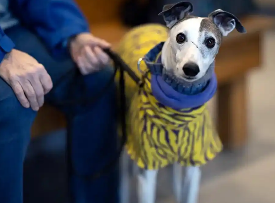 超1000只老年犬参与试验，抗衰老初创瞄准宠物市场