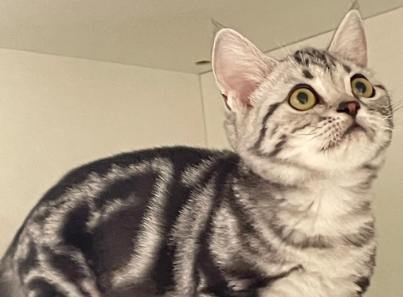 虎斑猫几个月发腮长胖