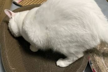 光多拉猫抓板怎么样 光多拉猫抓板怎么样