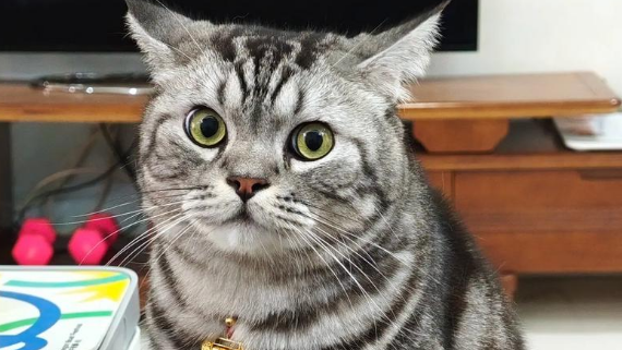虎斑猫多大开始发腮
