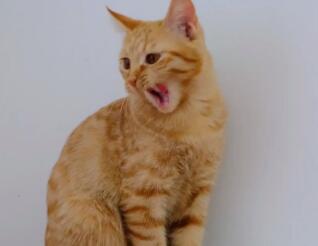 猫咪伸着舌头一直喘是怎么了