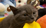 蓝猫6个月大概多重算正常