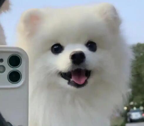 博美皮肤病皮肤变黑能恢复吗