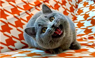 4个月的猫一般多重