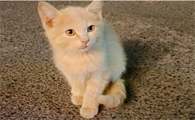 猫咪呕吐物有血丝是什么原因