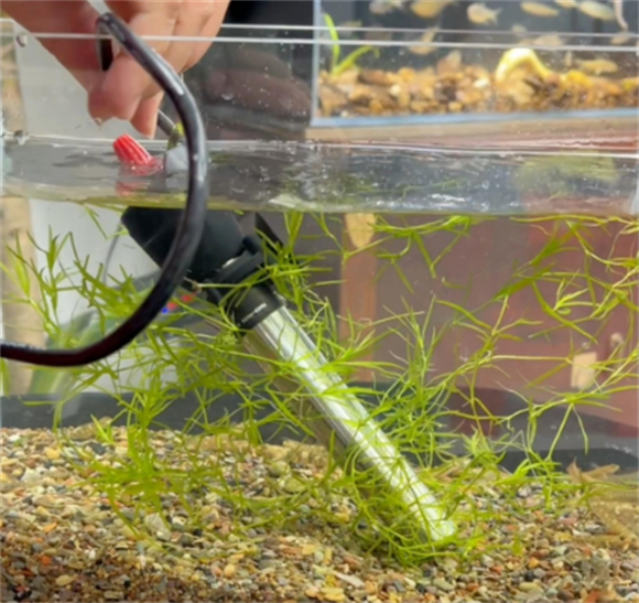 选择鱼皇子加热棒，为水族宠物健康助力