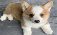 柯基幼犬拉稀怎么回事