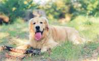 四个月的金毛一天要吃多少狗粮正常