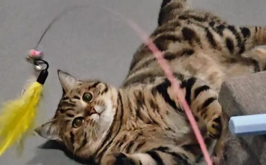 自带干粮的猫逗猫棒一次玩多久合适 自带干粮的猫逗猫棒一次玩多久合适