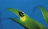 萤火虫在什么季节