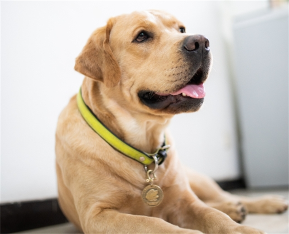 拉布拉多中暑是啥表现 拉布拉多中暑是啥表现