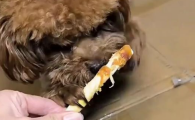 狗狗磨牙棒能天天吃吗