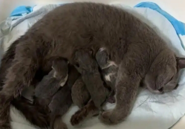 蓝猫母猫几个月绝育 蓝猫母猫几个月绝育