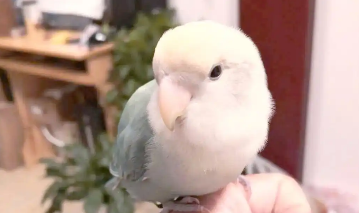 如何让鹦鹉不再乱飞 如何让鹦鹉不再乱飞
