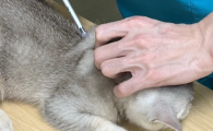 猫猫打了狂犬疫苗有什么不良反应