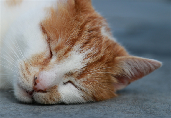 猫咪跟主人玩耍的表现 猫咪跟主人玩耍的表现