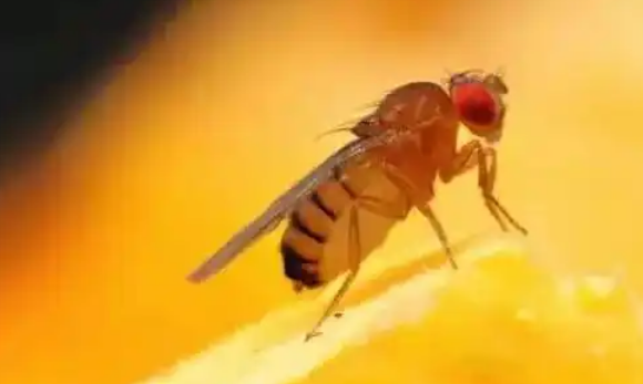 清除果蝇的方法
