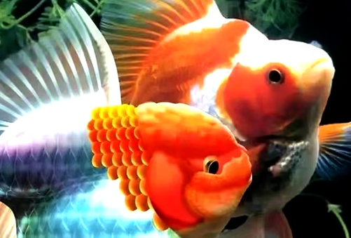 AIPHAROW活体观赏金鱼：创新养殖，打造水族新体验