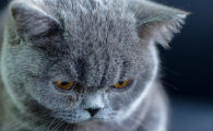 猫哮喘的症状及治疗方法