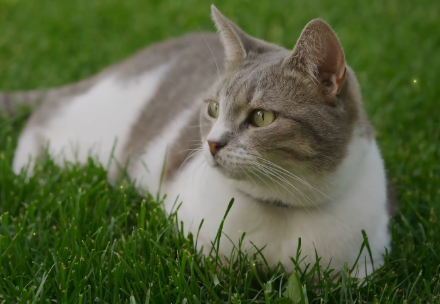 一岁半的猫咪相当于人多少岁
